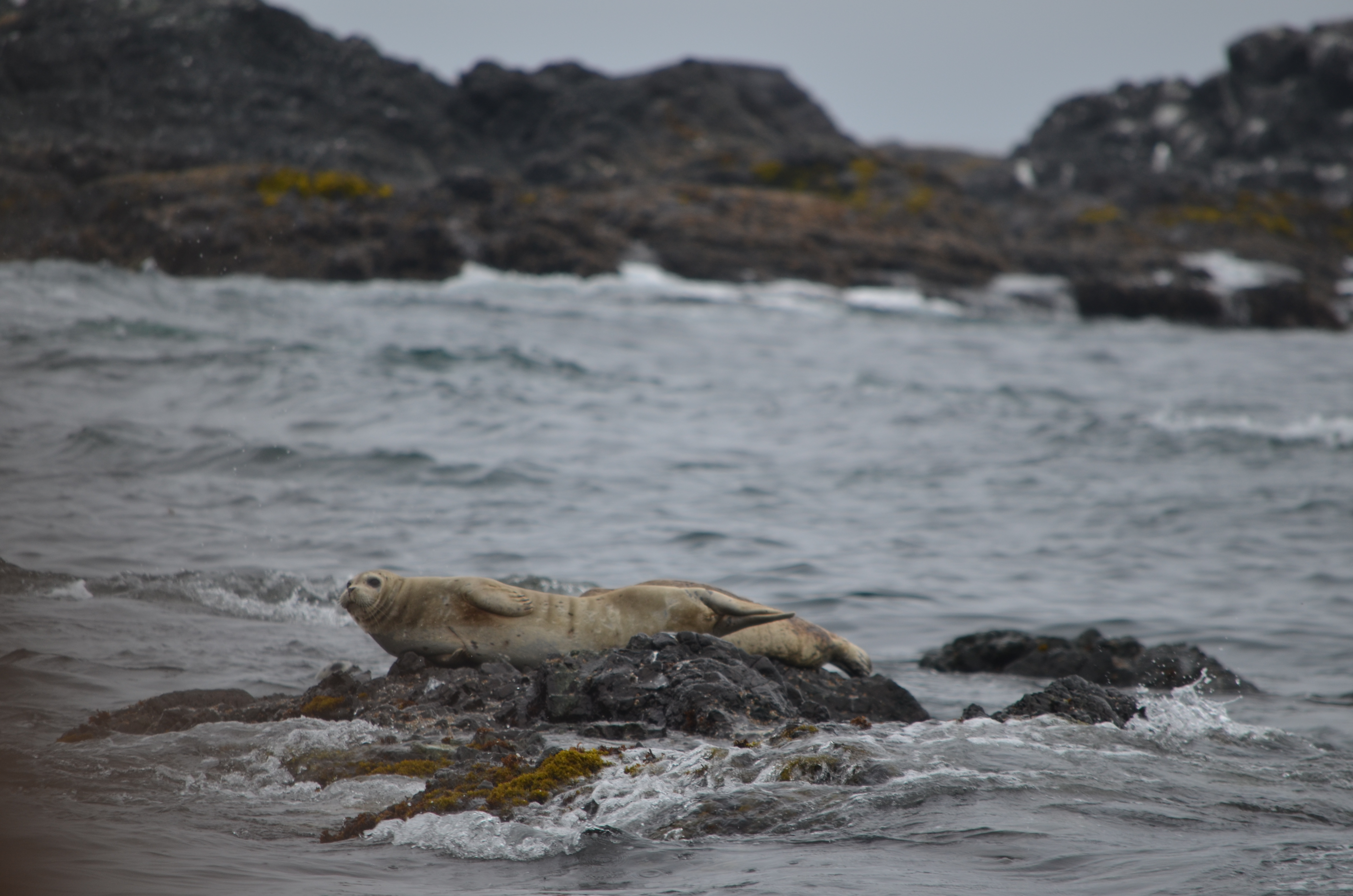 photos/wildlife/Mammal_Species/Steller Sea Lion/DSC_0359.JPG